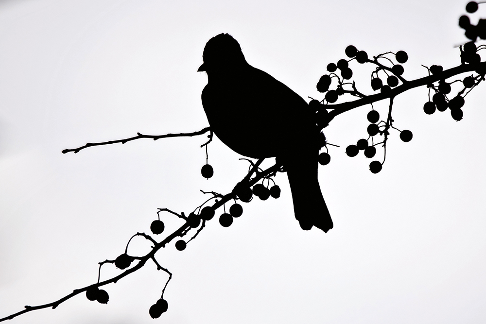 Adrian-Clarke-bird-in-shadow