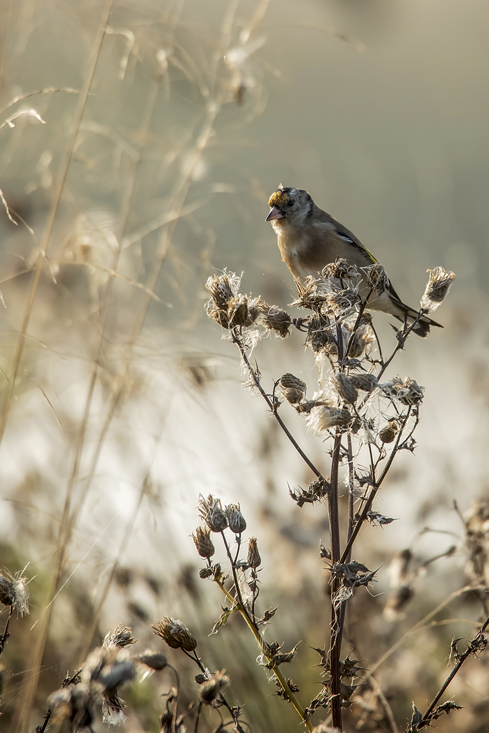 Adrian-Clarke-birds compose-image