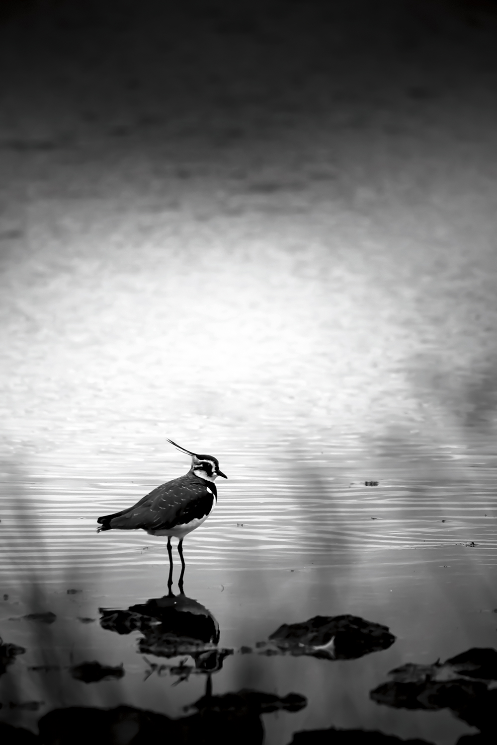 Adrian-Clarke-fast-birds