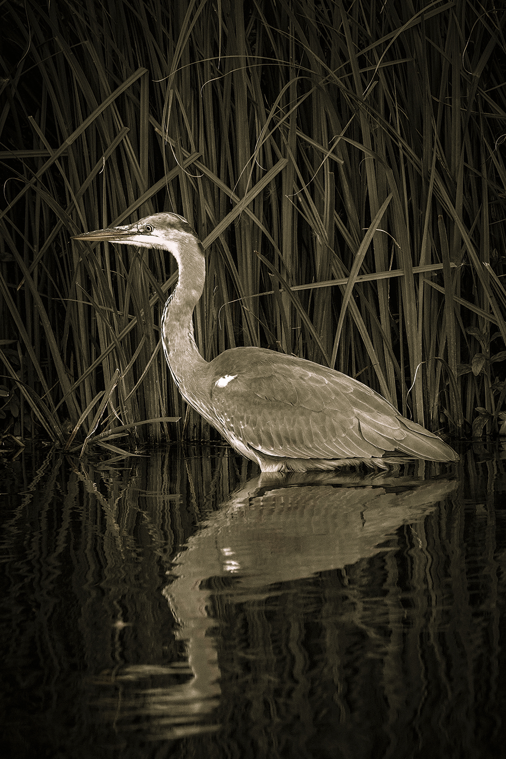 Adrian-Clarke-heron