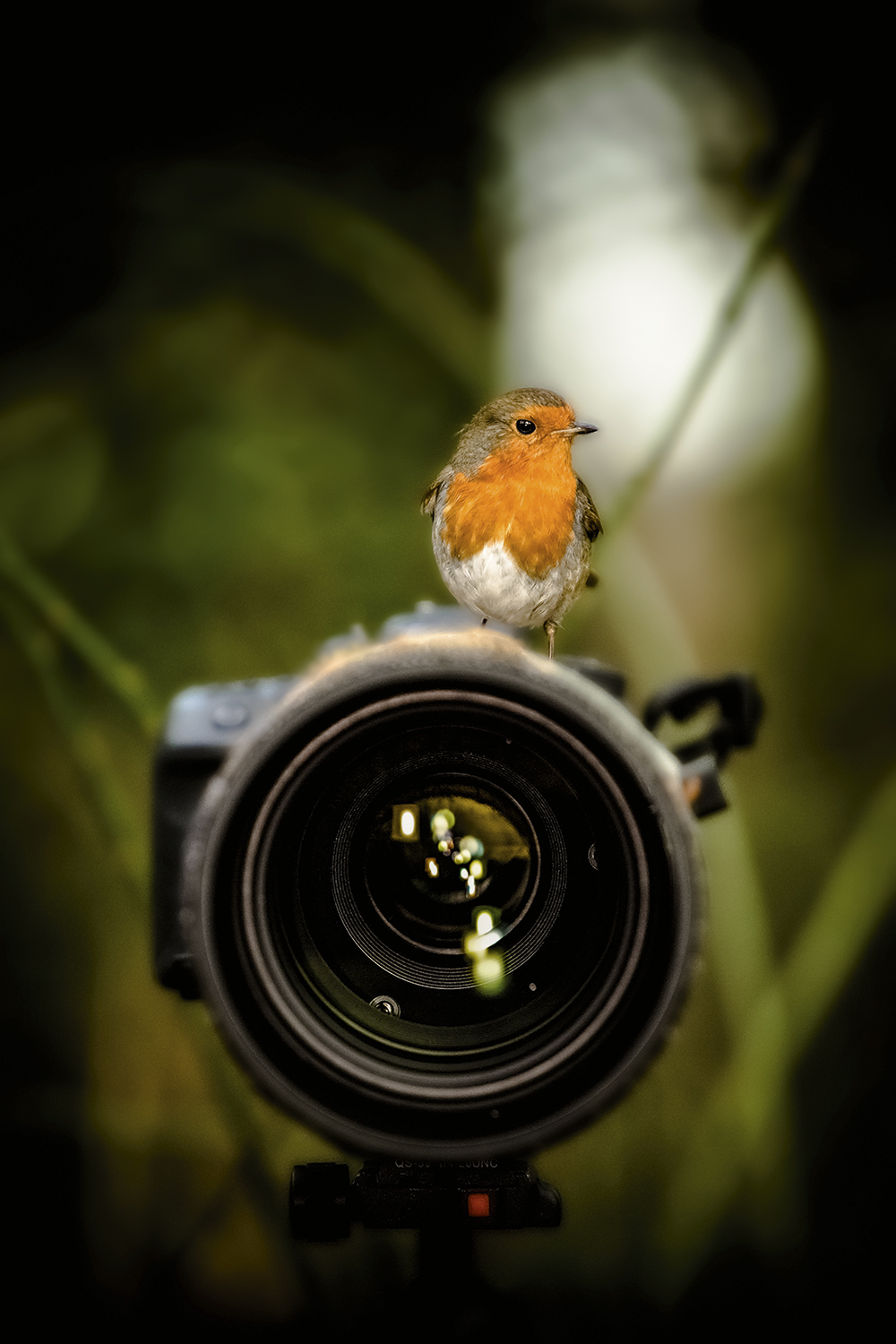 Adrian-Clarke-robin