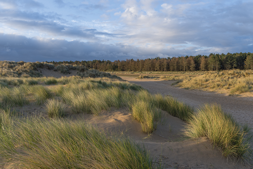 Holkham-Bay-pine-woodland
