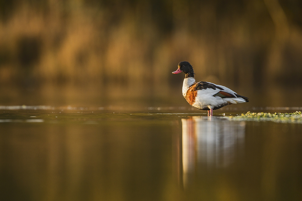 Luke-Massey,-wildlife-technique,-backgrounds