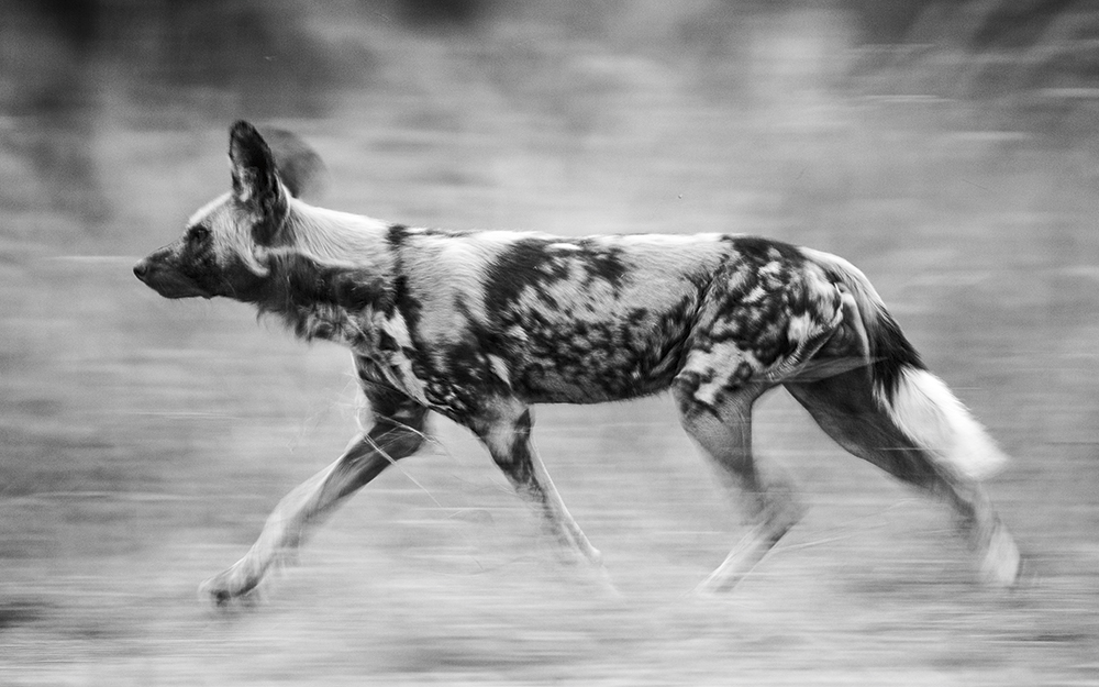 Luke-Massey,-wildlife-technique,-experiment, wildlife photography