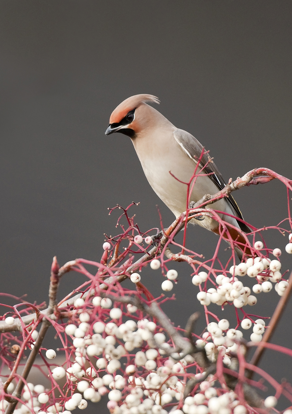 Waxwing-on-branch,-Oscar-Dewhurst
