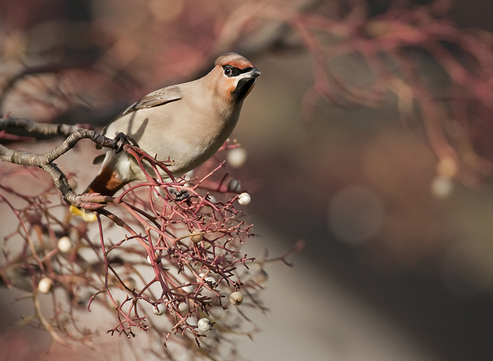Waxwings-looking-for-food,-Oscar-Dewhurst