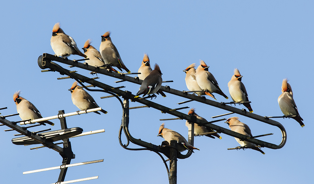 Waxwings,-urban-areas,-Oscar-Dewhurst