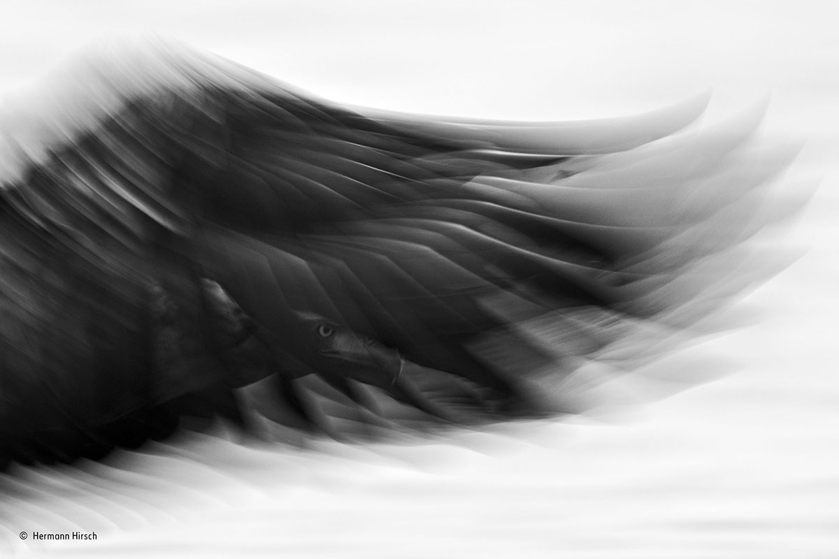 Originality and freshness are keys to capture the eye of the judges (Image: Hermann Hirsch/Wildlife Photographer of the Year 2015)