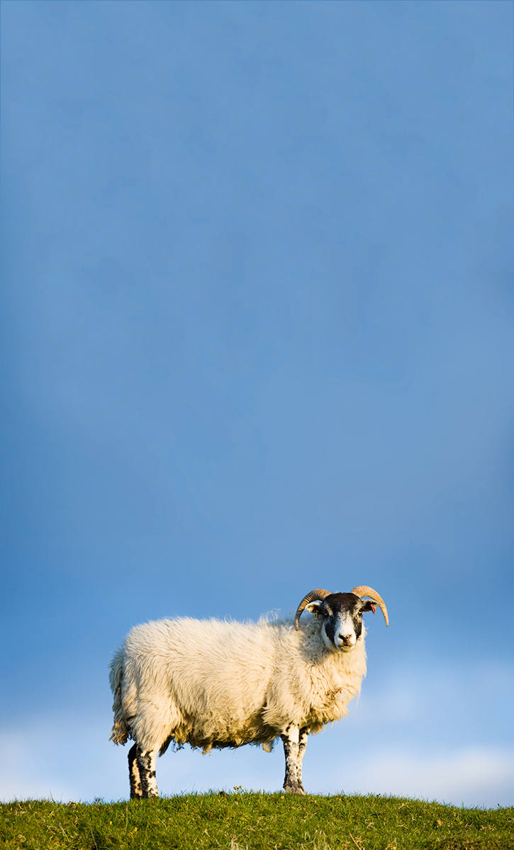 Blackface sheep