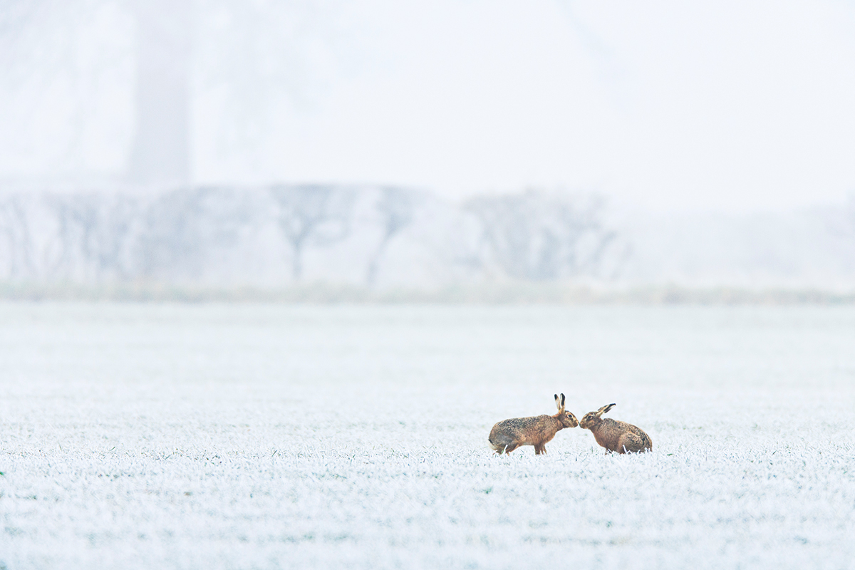 Brown hares