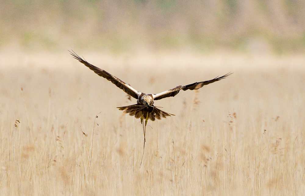 David Tipling marsh harrier in reed beds