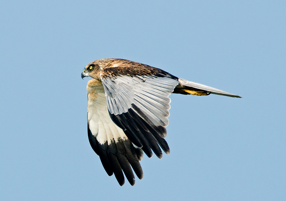 David Tipling marsh harrier early spring