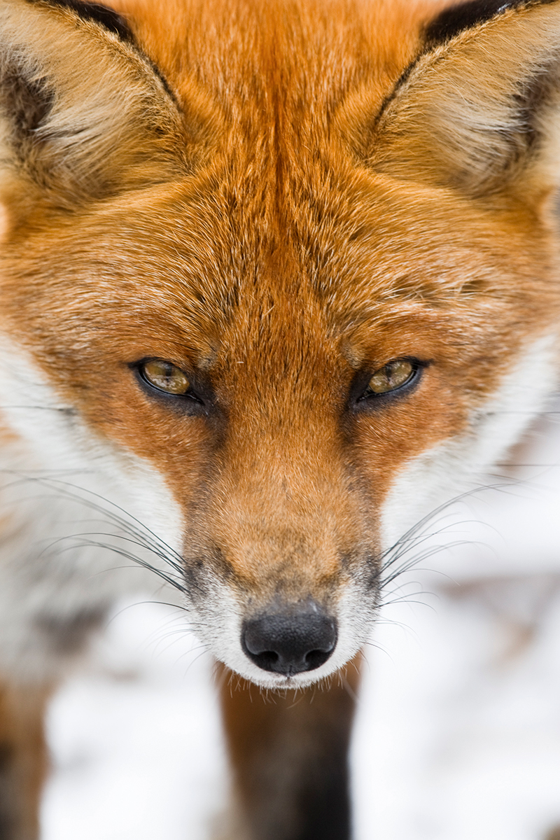 Fox