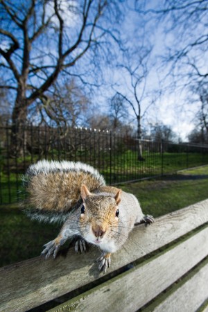 Grey squirrel