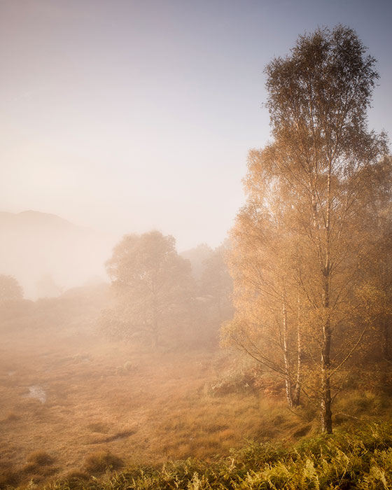 Cropping the top of this image would improve its composition