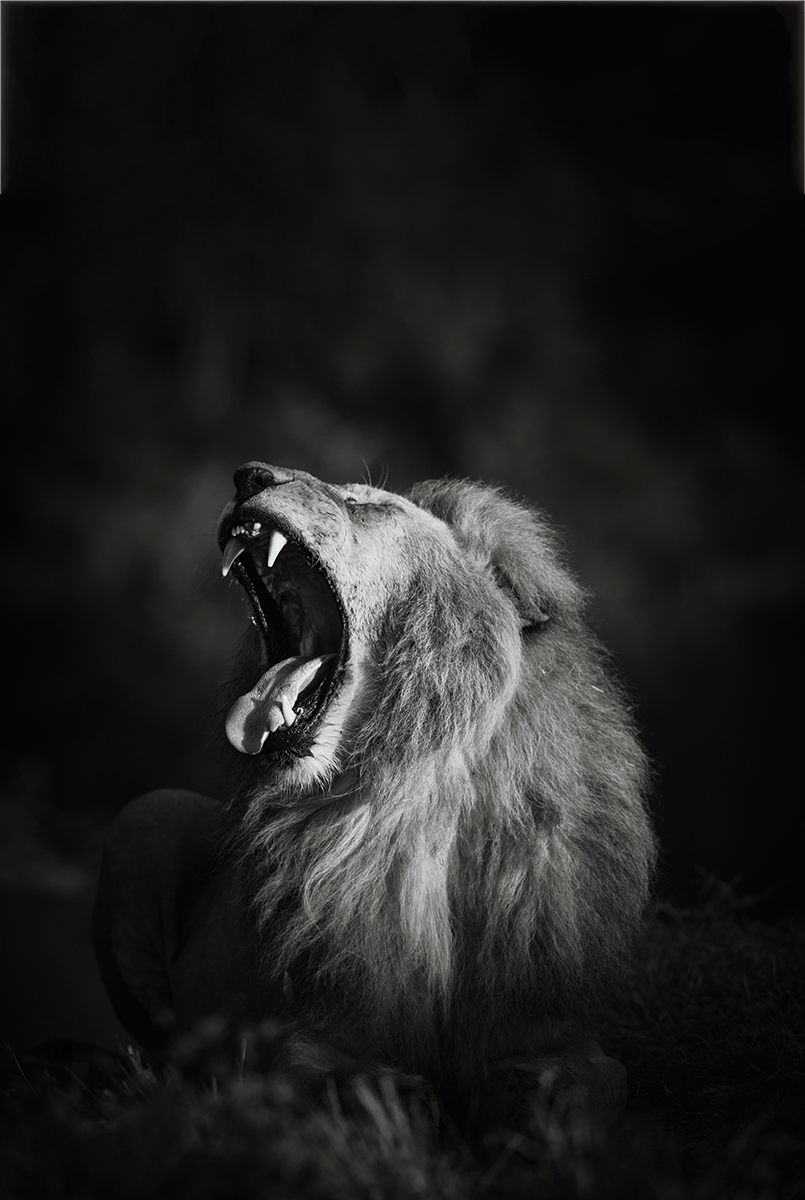 Lion
