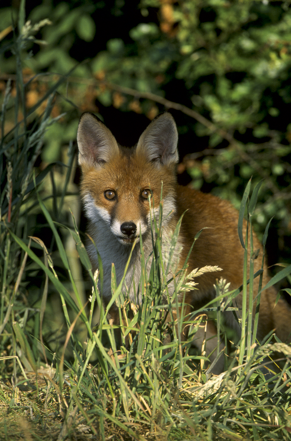 Paul-Hobson-Fox