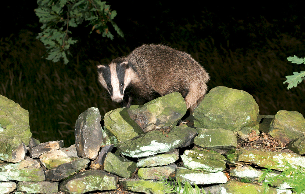 Paul-Hobson,-badgers