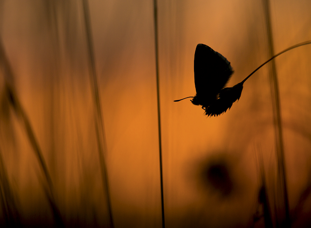 Paul-Hobson-dusk