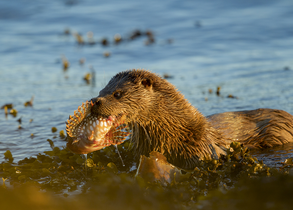 Paul-Hobson,-otter