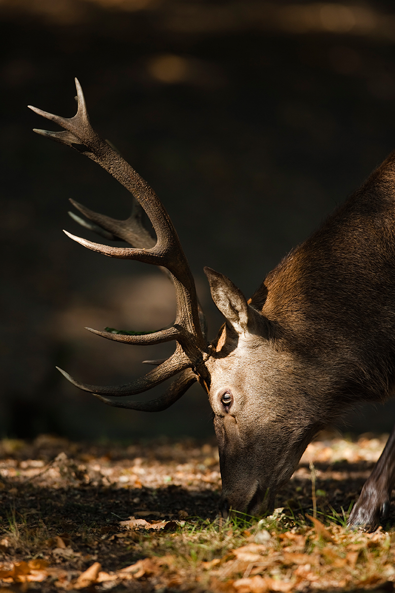 Red deer