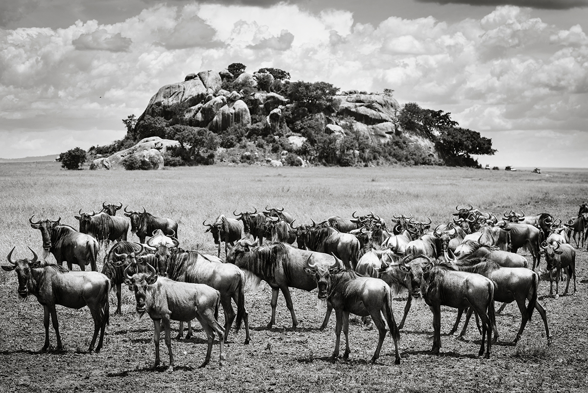 Wildebeest
