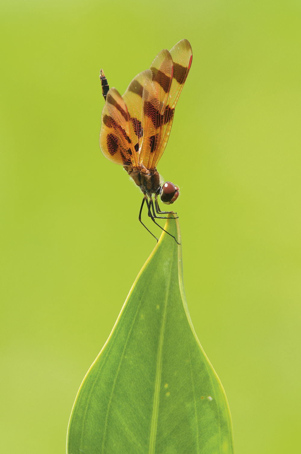 long-lens-masterclass-insects