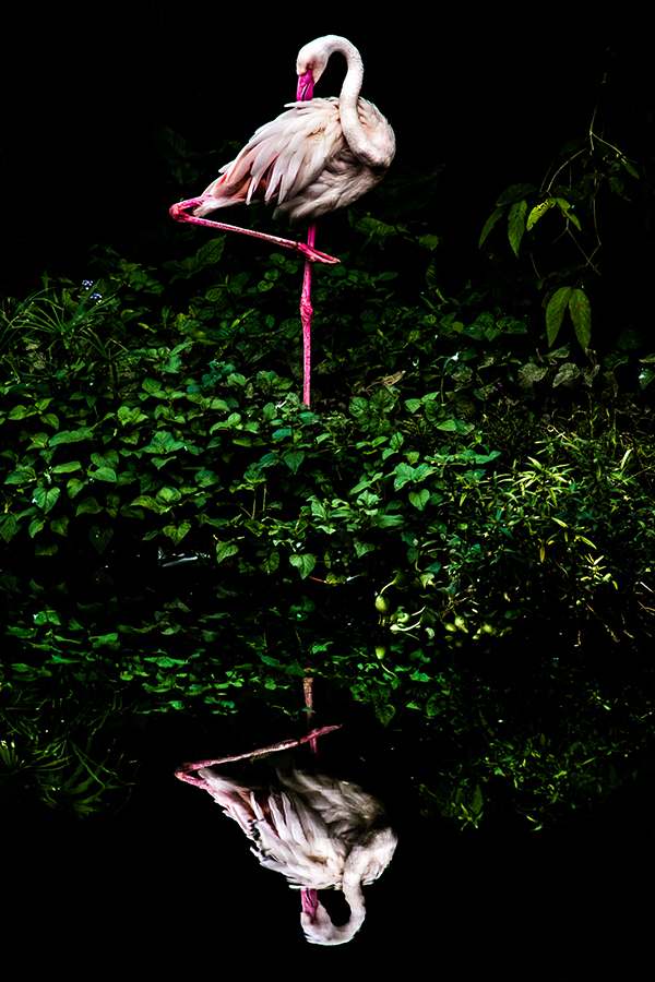 Image Name: Cloud Gruidae Copyright: Wang Tai Ran (Steiner Wang) Winner, Taiwan, National Award, 2016 Sony World Photography Awards
