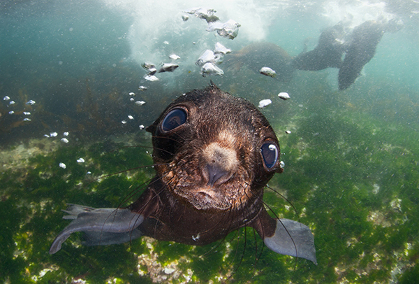 Image Name: Sea Baby Copyright: Andrey Narchuk, Winner, Russia, National Award, 2016, Sony, World, Photography, Awards