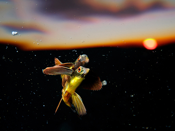 Image Name: Fly into the Sunset Copyright: Eric Madeja, Winner, Switzerland, National Award, 2016 Sony World Photography Awards