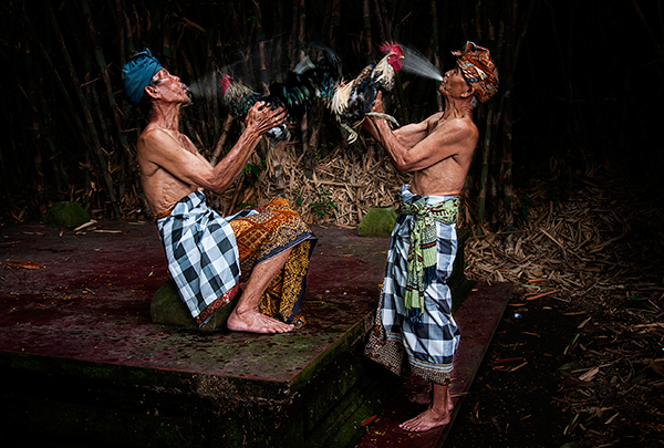Image Name: Cock Fight Copyright: Burak Senbak, Winner, Turkey, National Award, 2016 Sony World Photography Awards