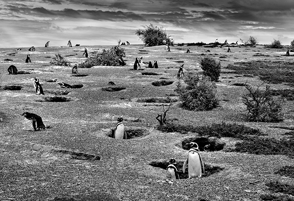 Image Name: Magellanic penguins at risk Climate Change Copyright: Christian Massari, Winner, Italy, National Award, 2016 Sony World Photography Awards