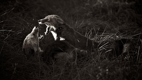 Image Name: Late Afternoon Fight Copyright: Max van Son, Winner, Netherlands, National Award, 2016 Sony World Photography Awards