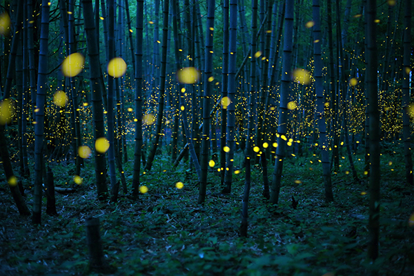 Kei Nomiyama Japan, Open Photographer of the Year