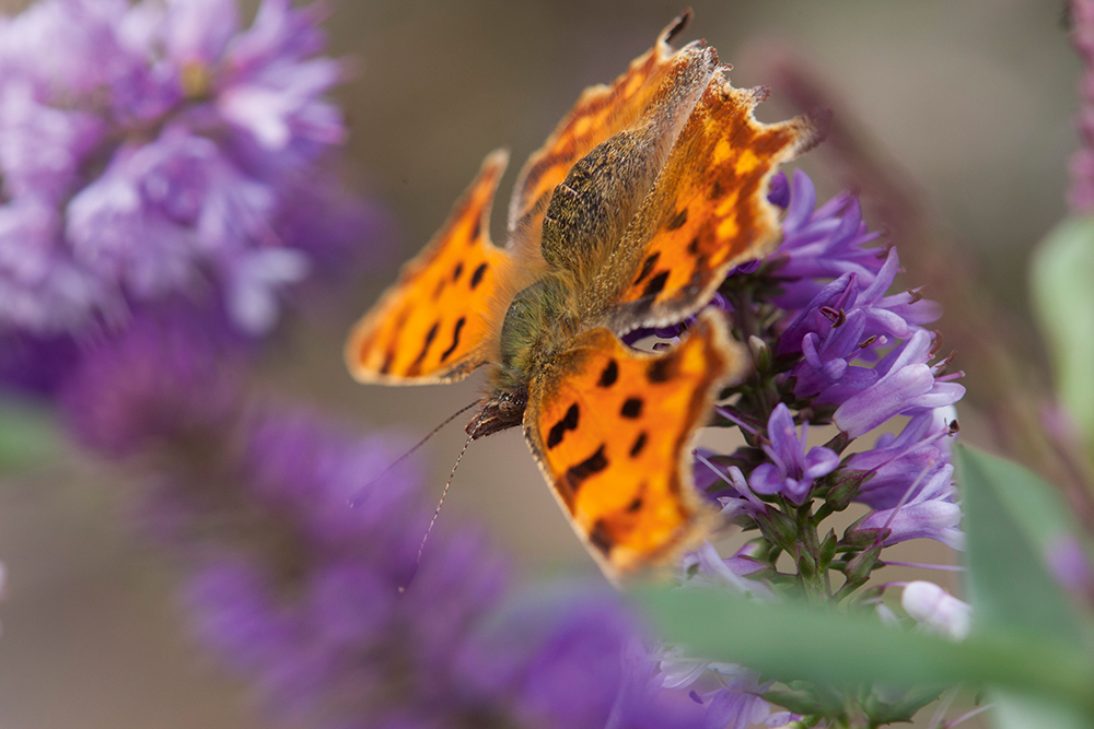 Paul-Hobson-comma-butterfly