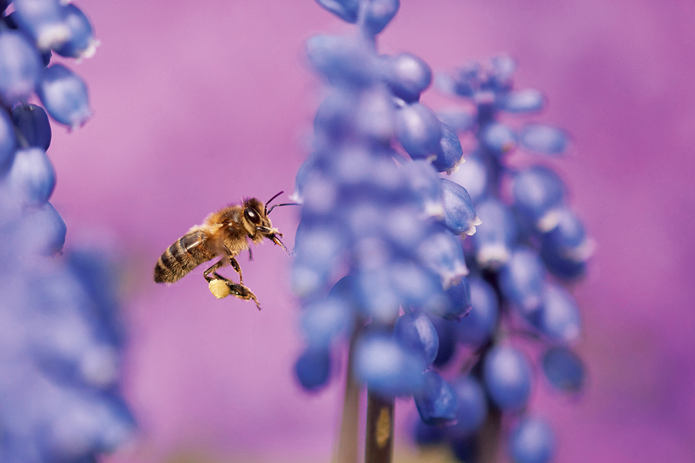 Paul-Hobson-honey-bee-on-hyacinth