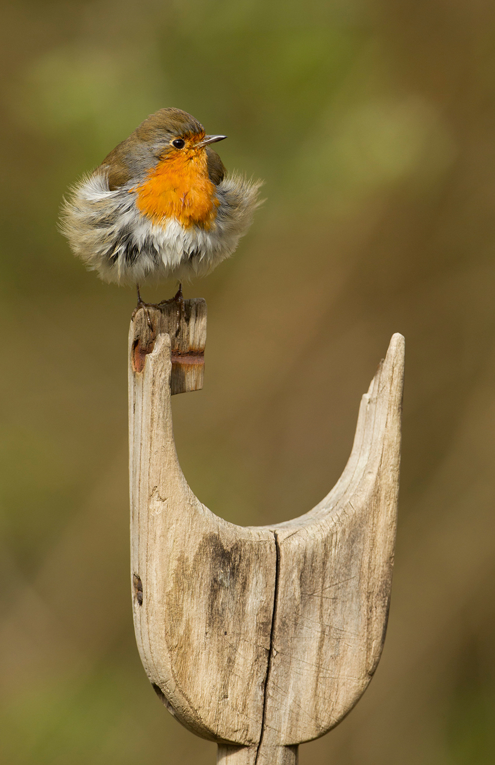 Paul-Hobson-robin-on-spade