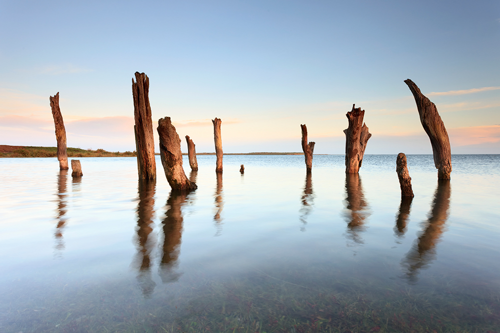 Thornham Stumps-in-salt-marsh-Justin-Minns