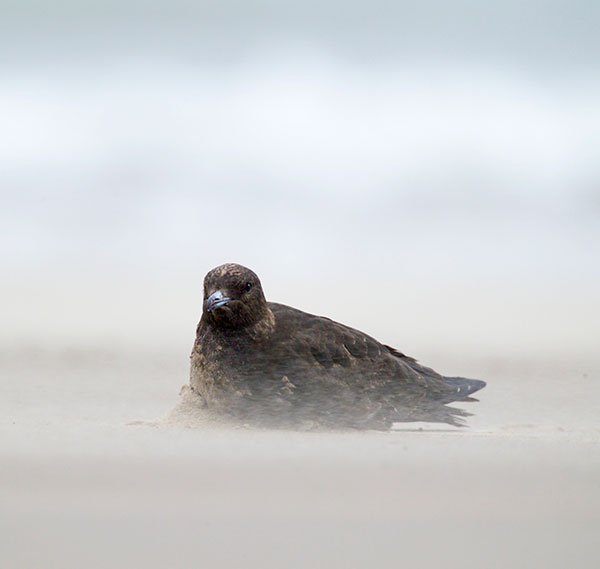 Windy conditions with blowing sand can produce striking shots