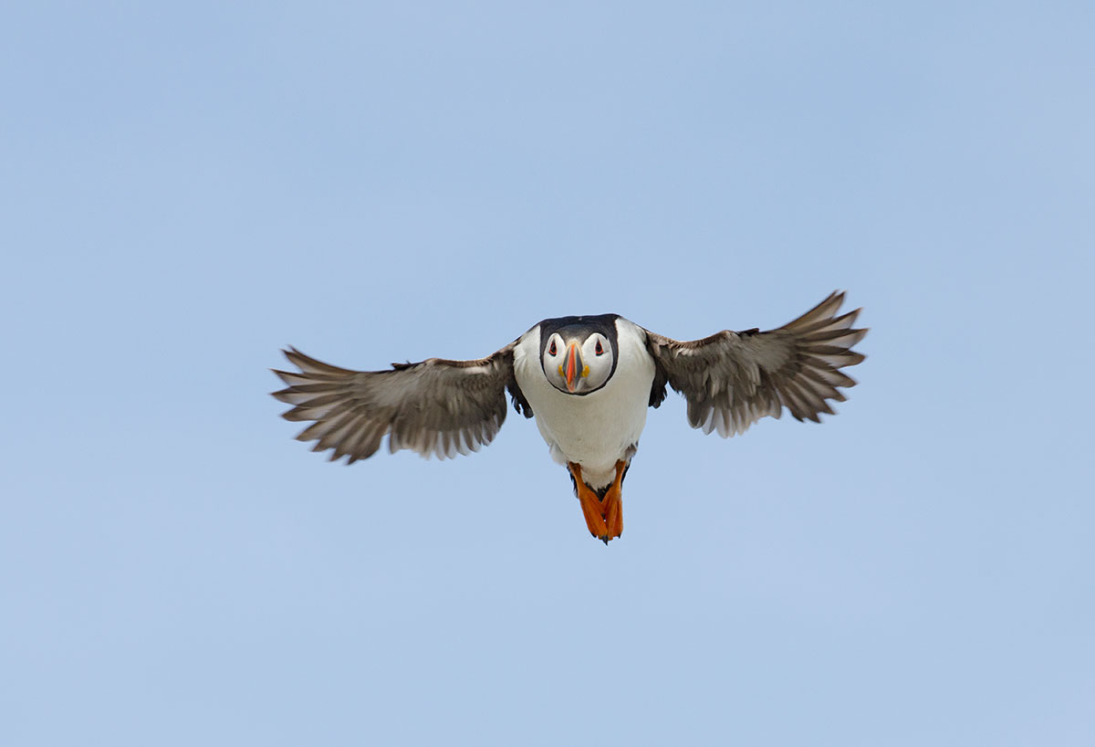 Birds will both land and take off heading into the wind