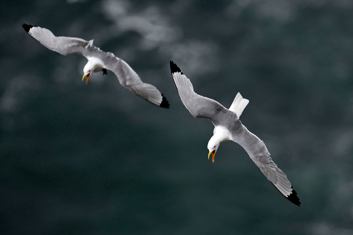 Windy conditions are perfect for in-flight shots