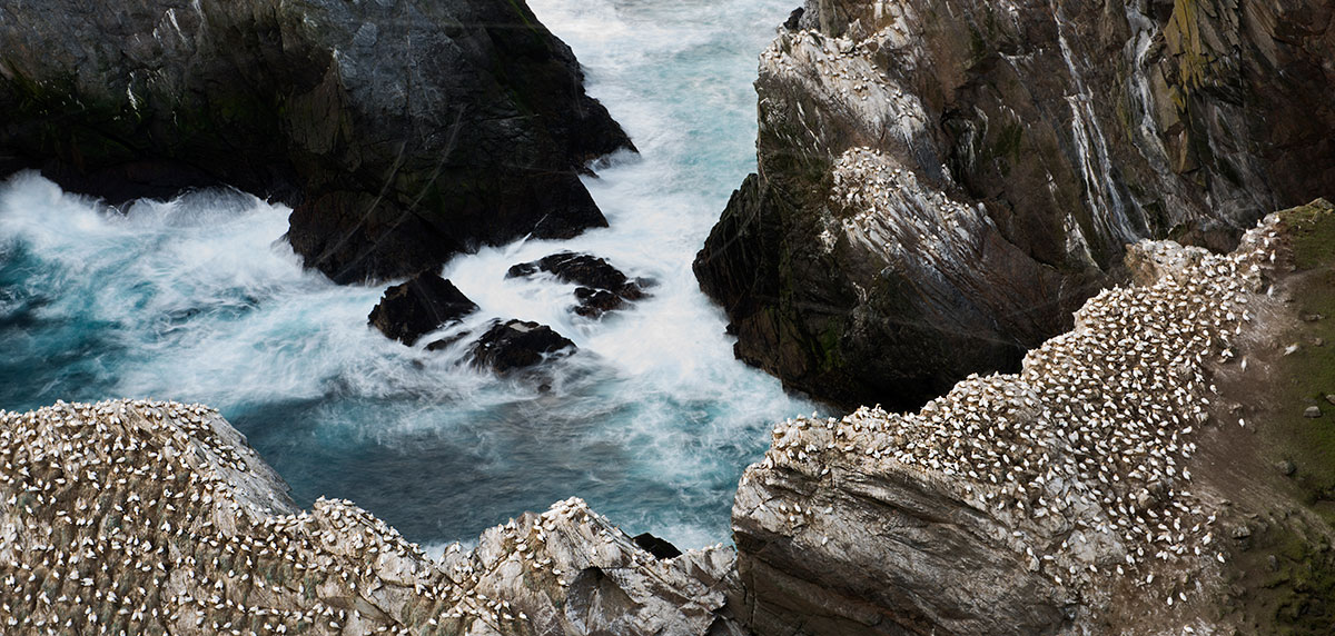 The UK offers many great places to see large numbers of sea birds