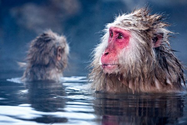 Wildlife at home and abroad