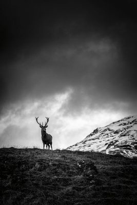 Wildlife at home and abroad
