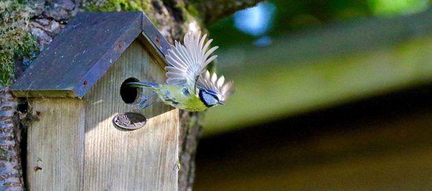 wildlife at home and abroad