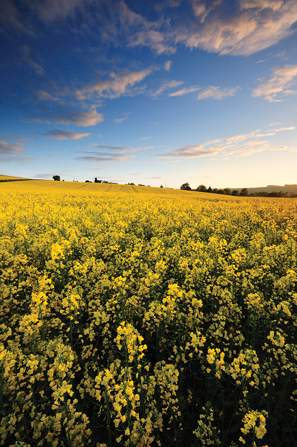 A field of oilseed rape at sunset