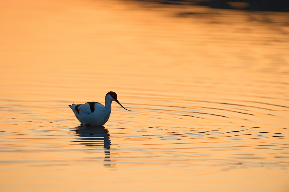 David Tipling Avocet swimming