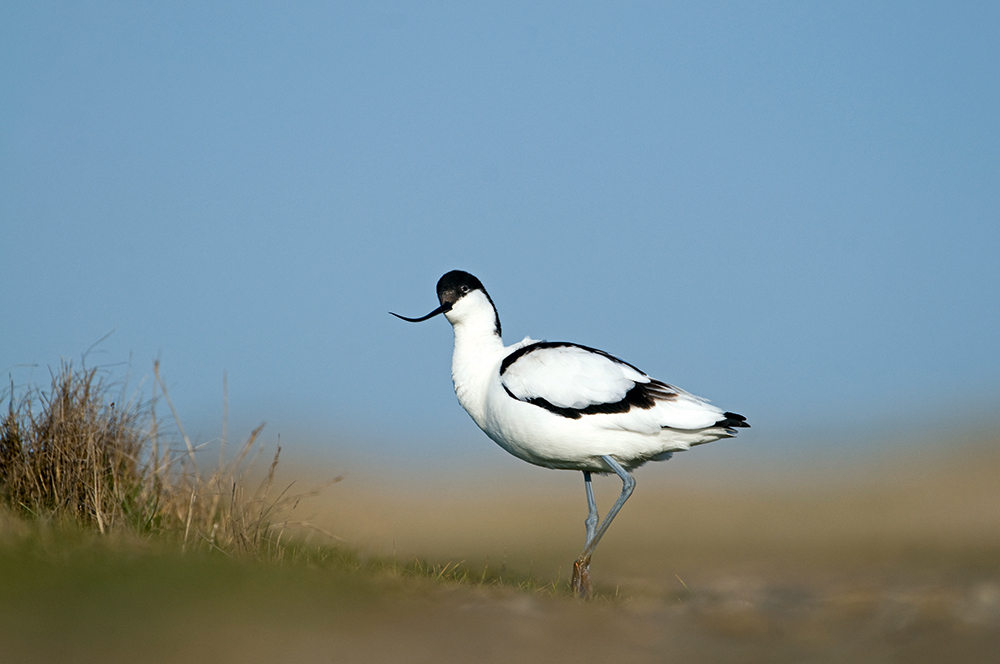 David Tipling Avocet