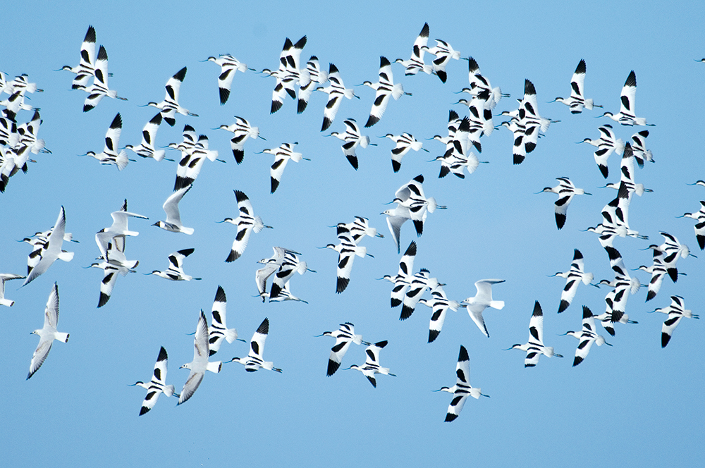 David Tipling Avocets flying