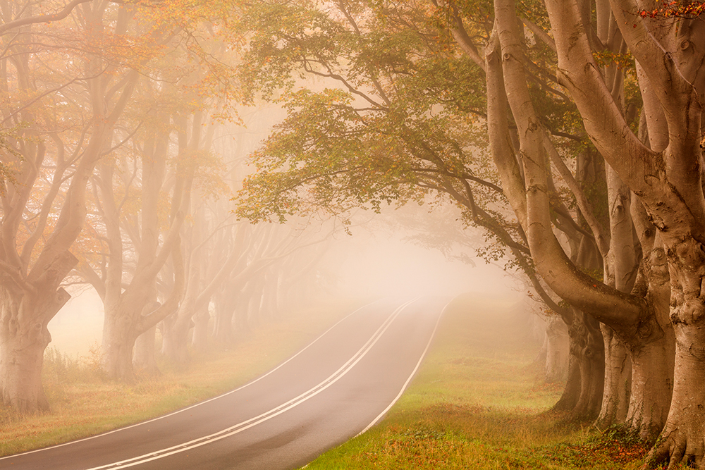Mark-Bauer-Beech-Avenue-Kingston-Lacy-Dorset